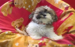 Malshi dogs for sale: Mia - Image 2