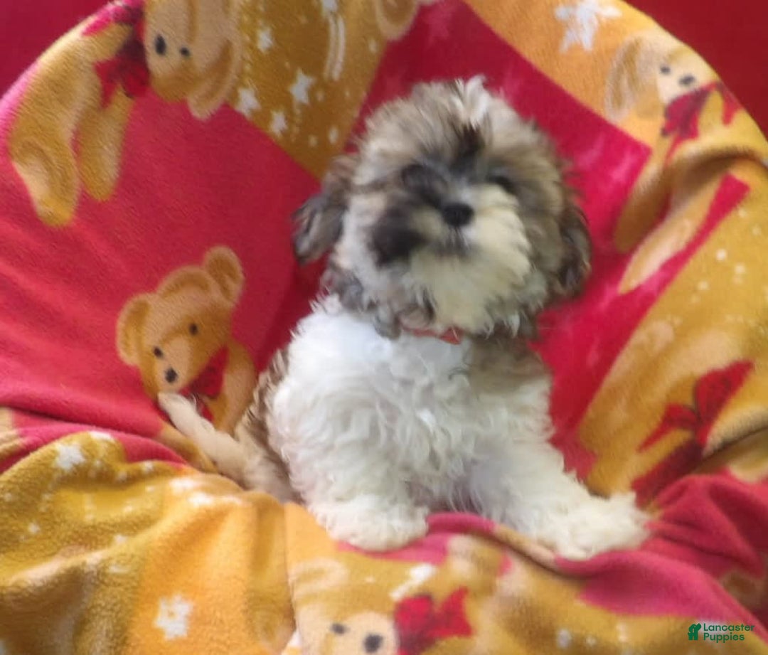 Malshi dogs for sale: Mia - Image 2