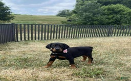 Doberman Pinscher dogs for sale: DUTCHESS - Image 2