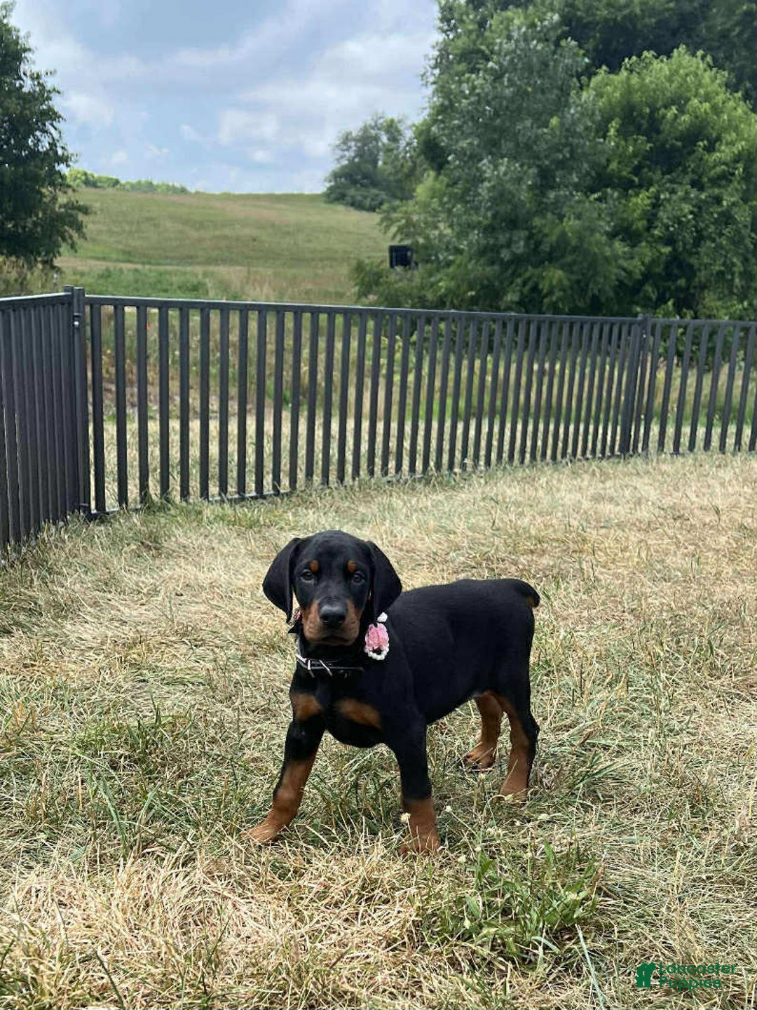 Doberman Pinscher dogs for sale: DUTCHESS - Image 2