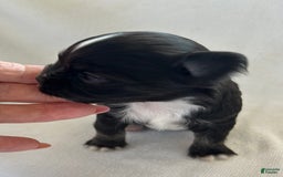 Chihuahua dogs for sale: Pepper - Image 1