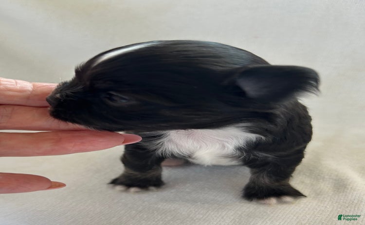 Chihuahua dogs for sale - Ad 3
