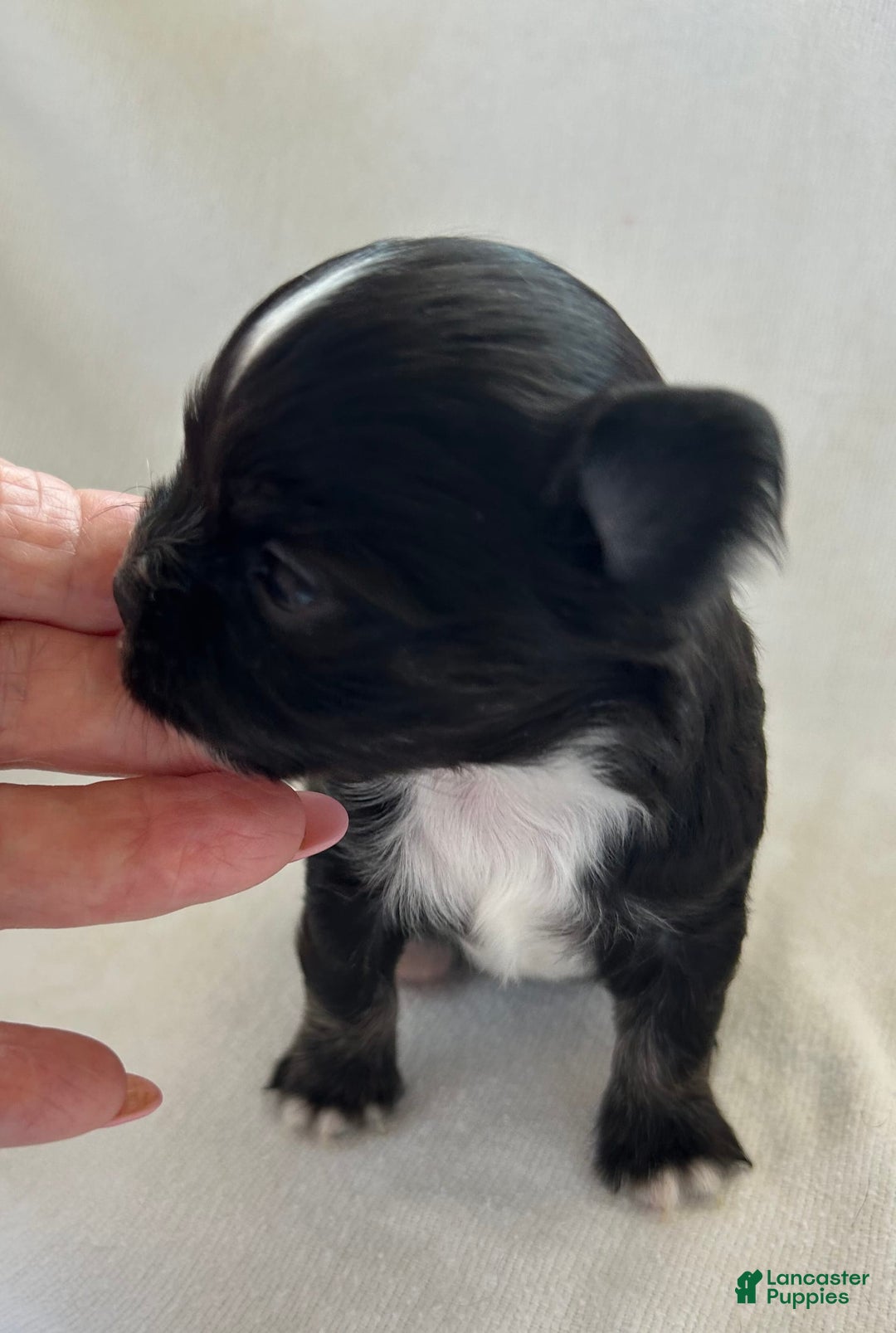 Chihuahua dogs for sale: Pepper - Image 1