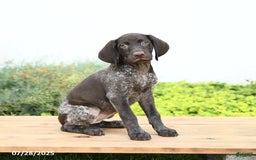 German Shorthaired Pointer dogs for sale: Java - Image 1
