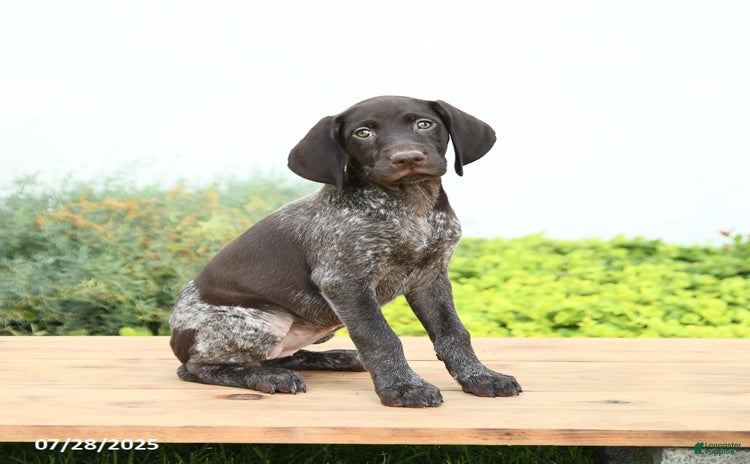 German Shorthaired Pointer dogs for sale - Ad 5