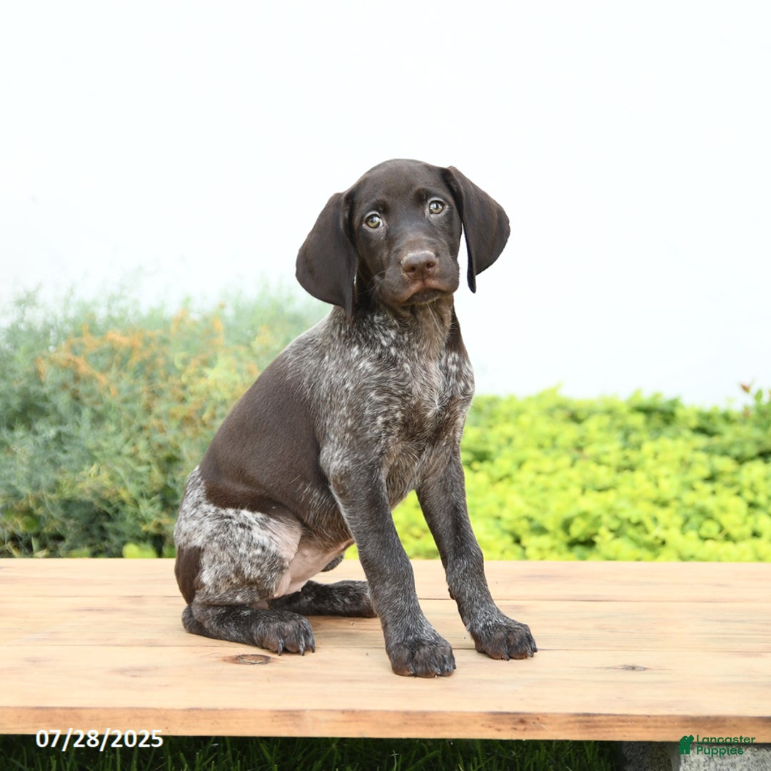 German Shorthaired Pointer dogs for sale: Java - Image 1