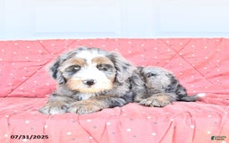 Miniature Bernese Mountain Dog dogs for sale: Vince - Image 6