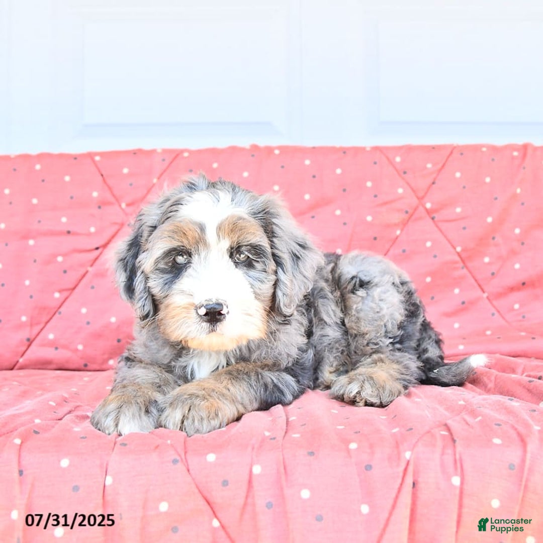 Miniature Bernese Mountain Dog dogs for sale: Vince - Image 6