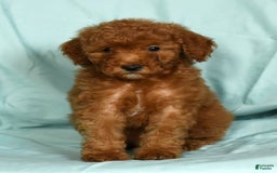 Mini Goldendoodle dogs for sale: Duke - Image 7