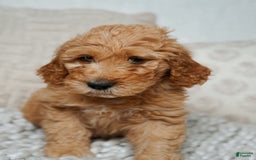 Goldendoodle dogs for sale: Chuck Bass - Image 4