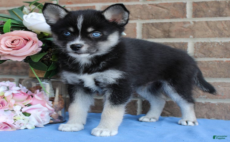 Pomsky dogs for sale - Ad 2
