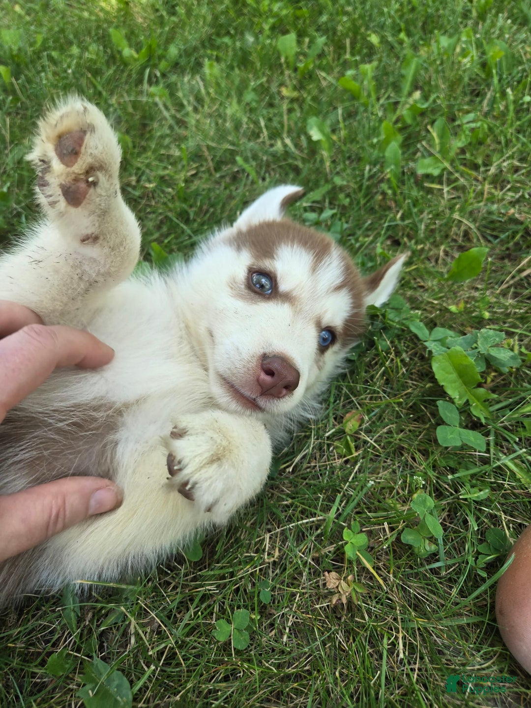 Siberian Husky dogs for sale: Berry - Image 8