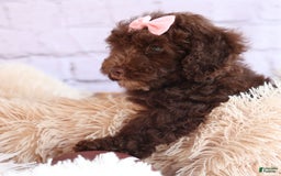Cockapoo dogs for sale: Barb - Image 2