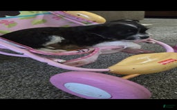 Boston Terrier dogs for sale: Mason - Image 3