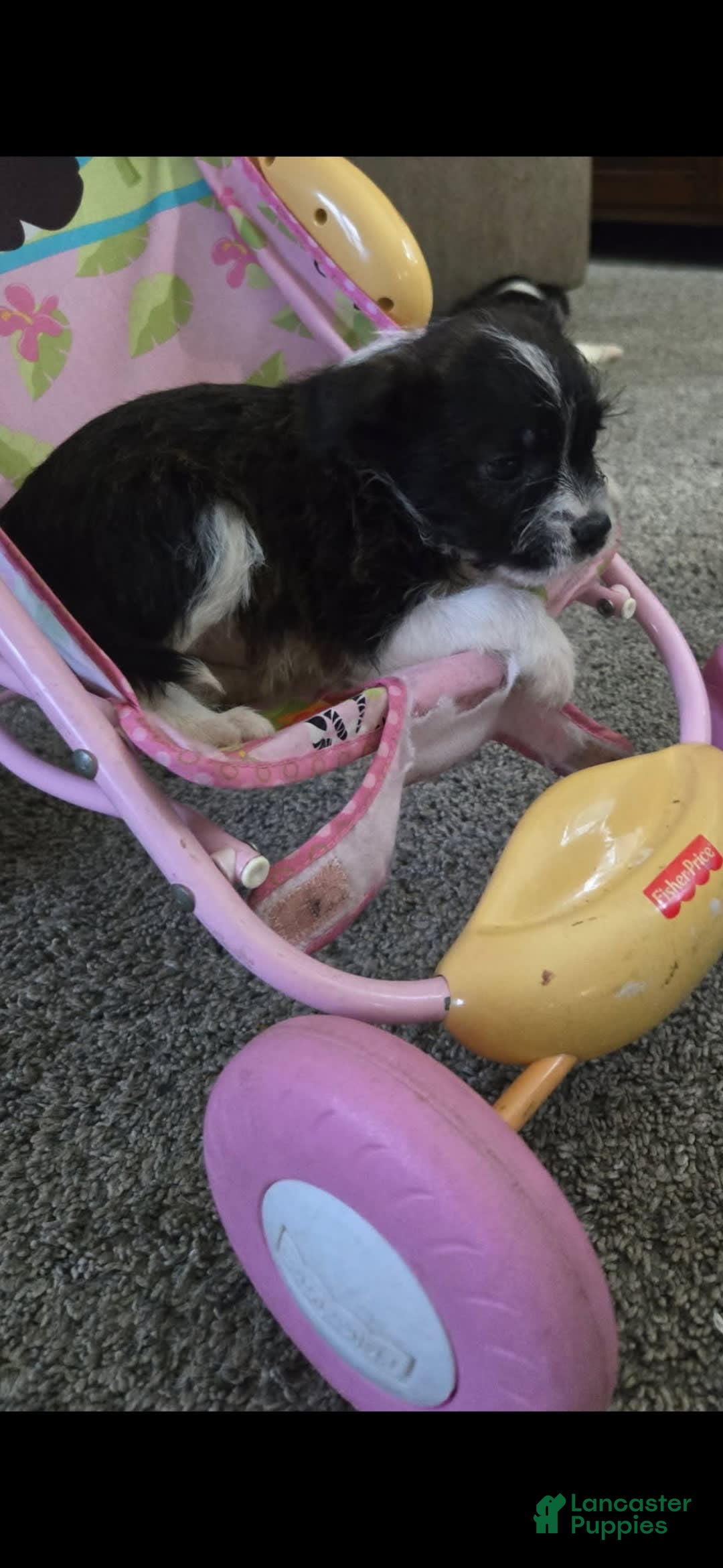 Boston Terrier dogs for sale: Mason - Image 3