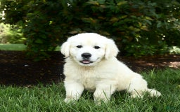 Golden Retriever dogs for sale: Cooper - Image 1