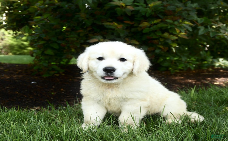Golden Retriever dogs for sale - Ad 1