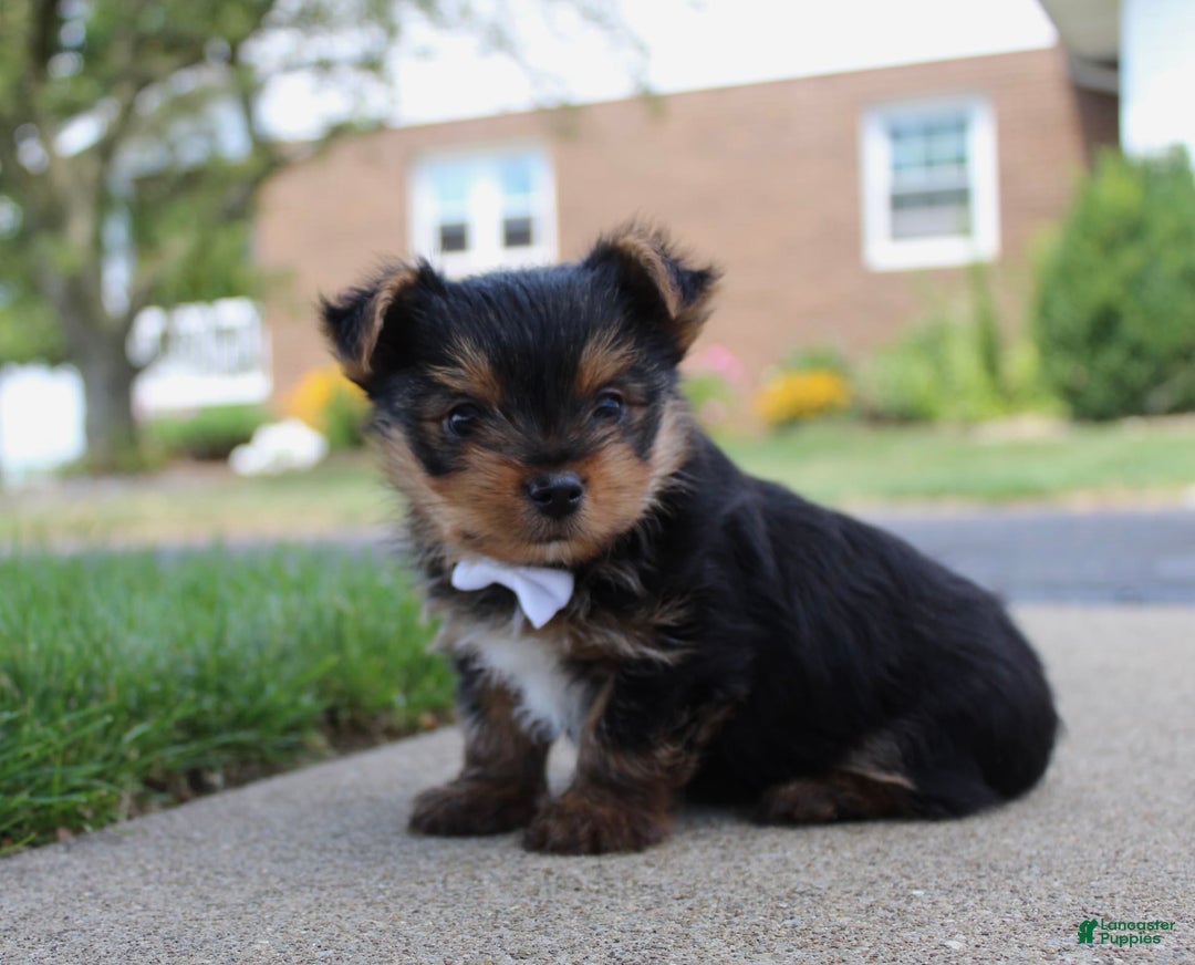 Yorkshire Terrier dogs for sale: Koda - Image 7