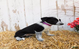 Australian Cattle Dog dogs for sale: Pansey - Image 2