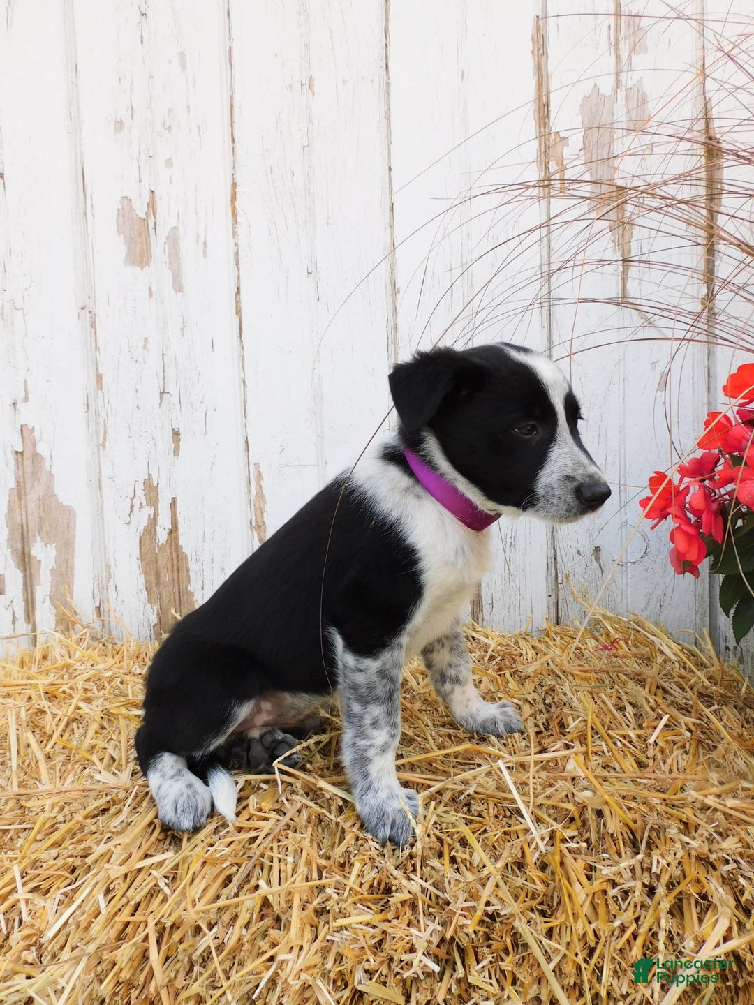 Australian Cattle Dog dogs for sale: Pansey - Image 2
