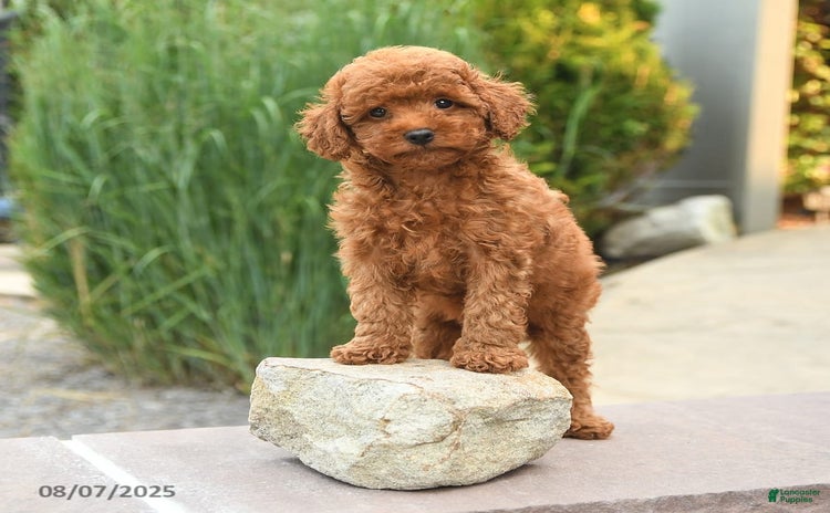 Cockapoo dogs for sale - Ad 2