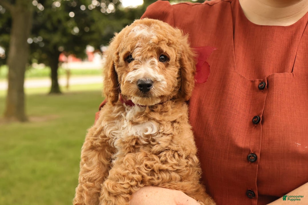 Mini Goldendoodle dogs for sale: Jasmine - Image 12