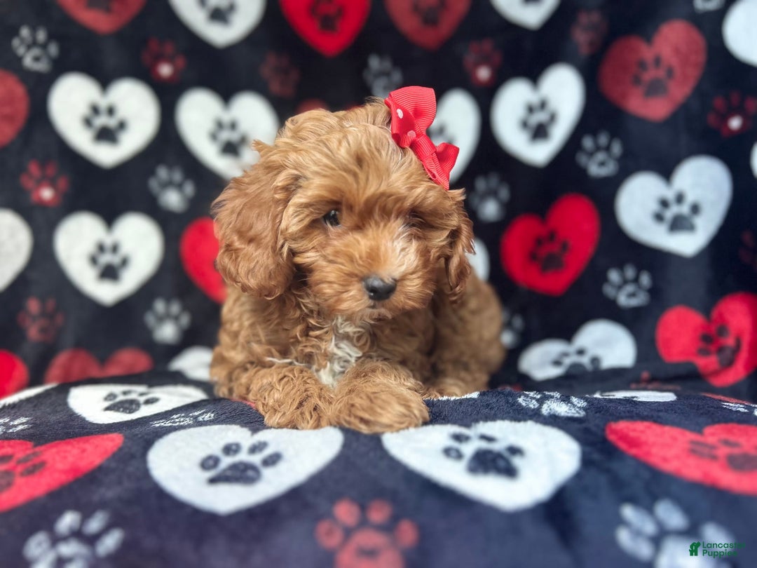 Cavapoo dogs for sale: Shayla - Image 3