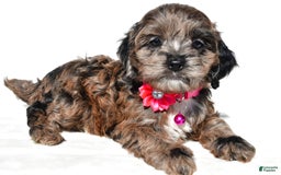 Cockapoo dogs for sale: Stalle - Image 7