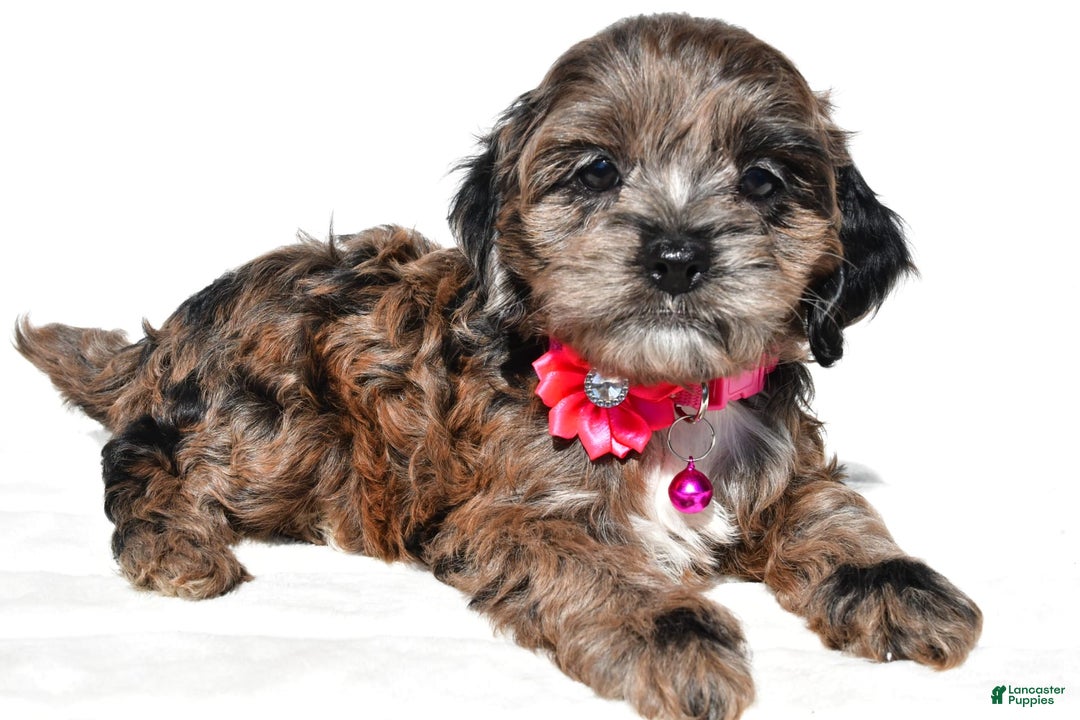 Cockapoo dogs for sale: Stalle - Image 7