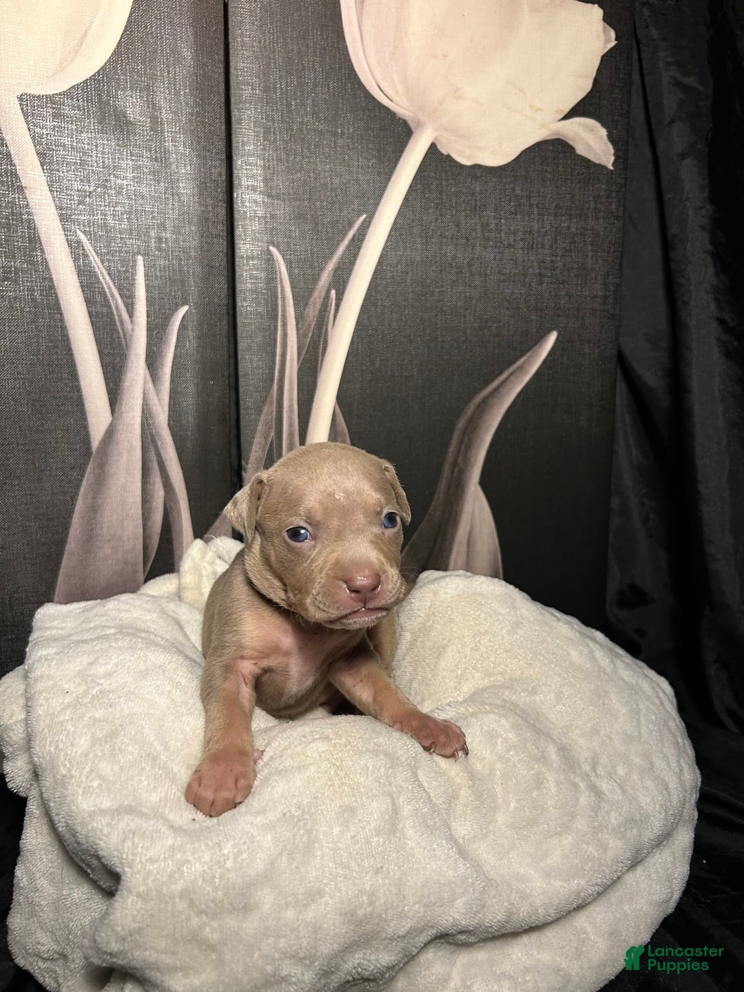 American Bully dogs for sale: Smurf - Image 8