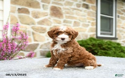 Mini Goldendoodle dogs for sale: Callie - Image 1
