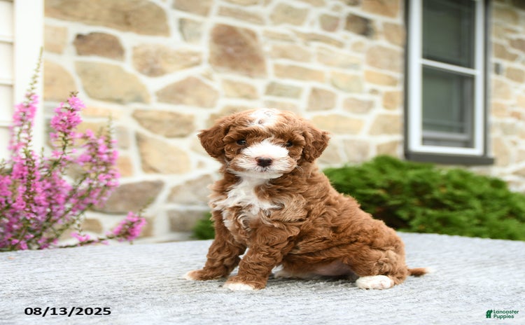 Mini Goldendoodle dogs for sale - Ad 3