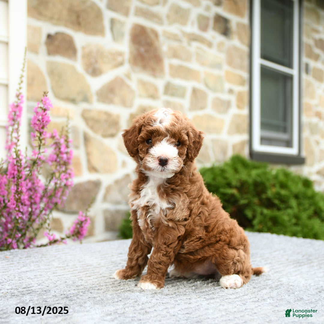 Mini Goldendoodle dogs for sale: Callie - Image 1