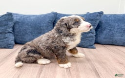 Mini Bernedoodle dogs for sale: Ringo - Image 4