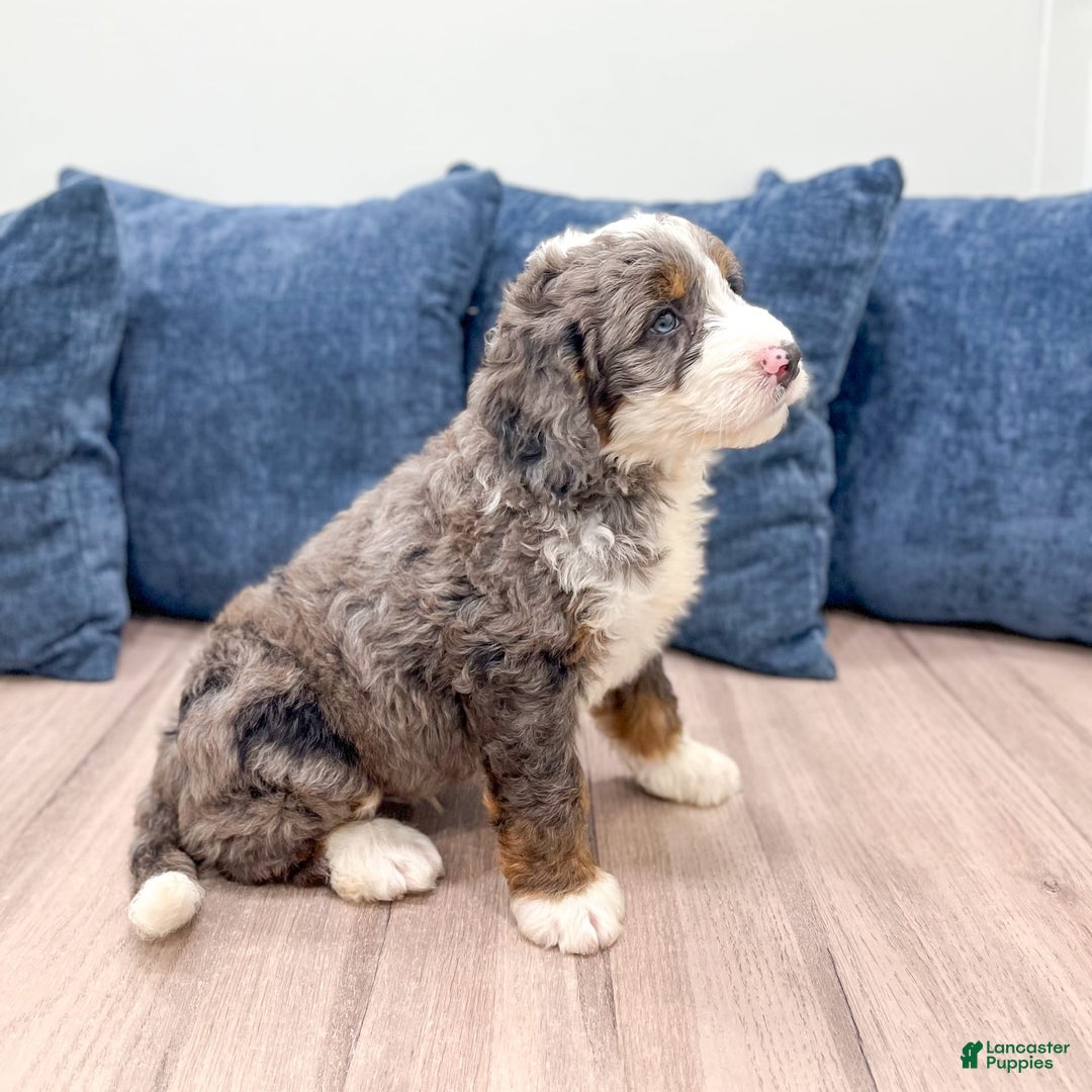 Mini Bernedoodle dogs for sale: Ringo - Image 4