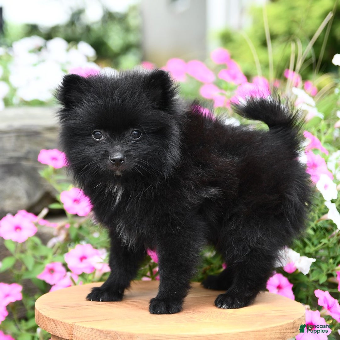 Pomeranian dogs for sale: Basil - Image 2