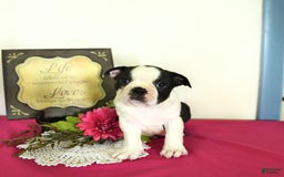 Boston Terrier dogs for sale: Happy - Image 13