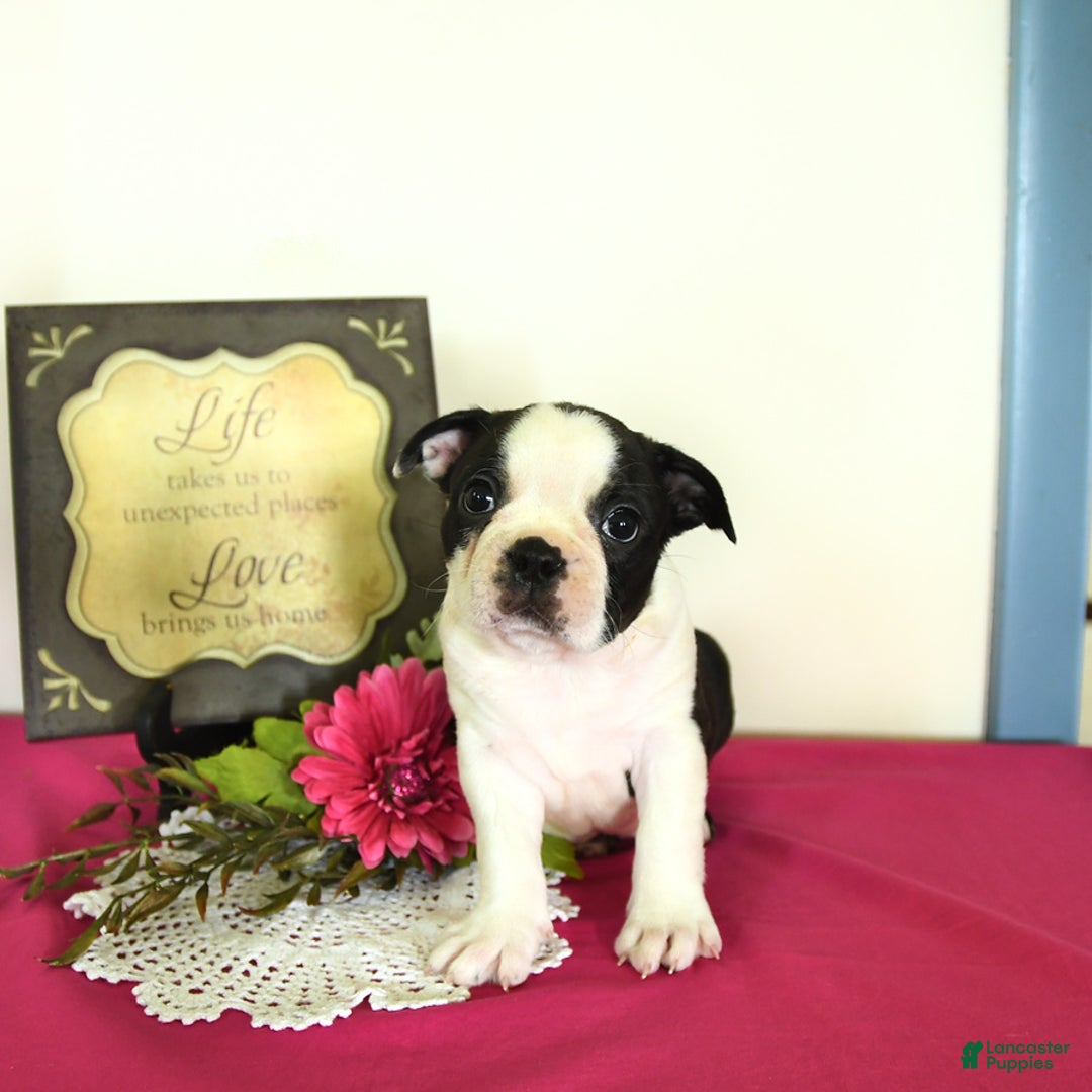 Boston Terrier dogs for sale: Happy - Image 13