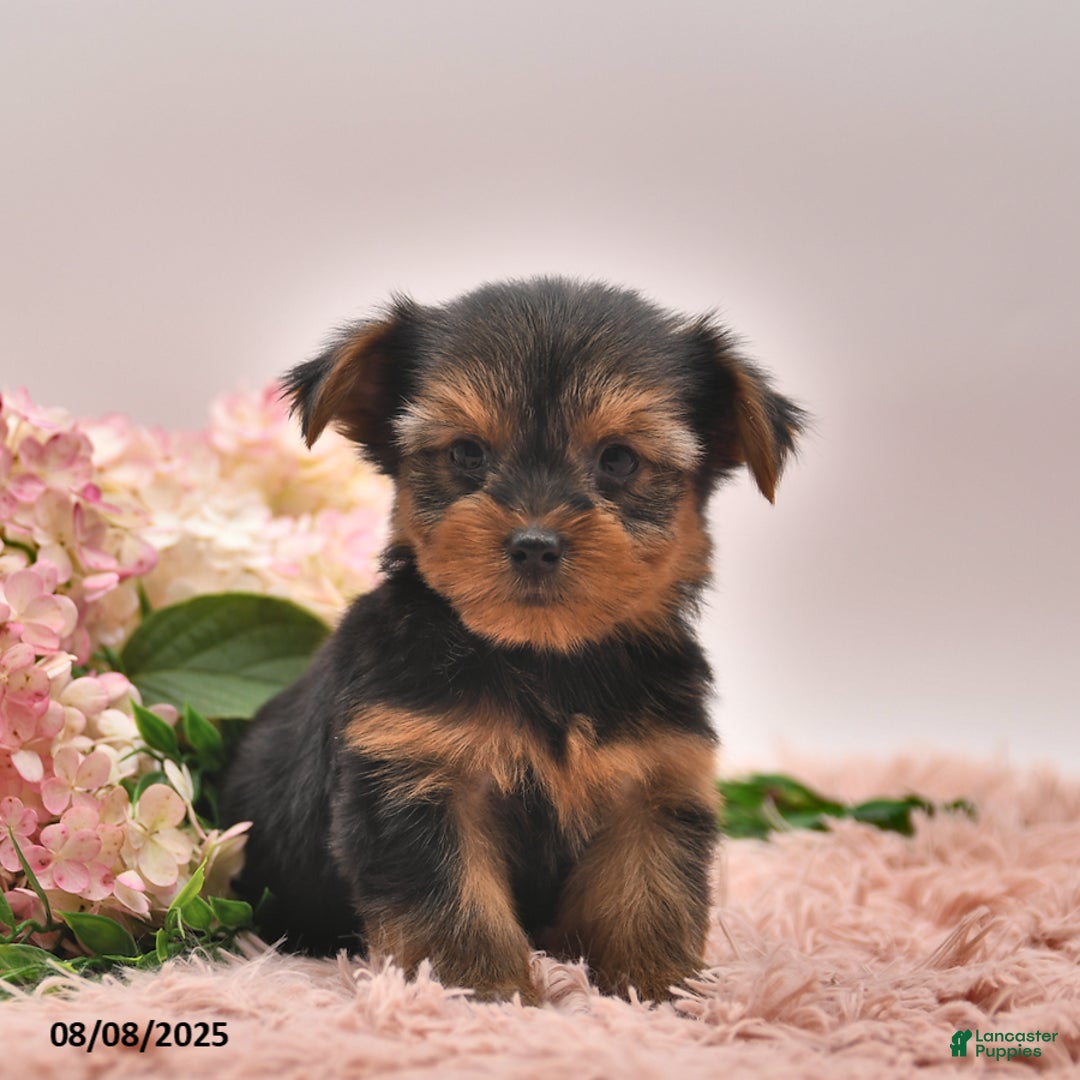 Yorkshire Terrier dogs for sale: Ranger - Image 3