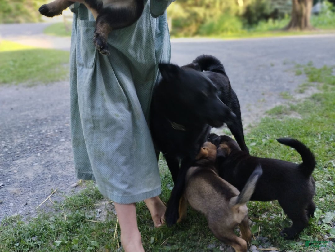 Norwegian Elkhound dogs for sale: Tulip - Image 3