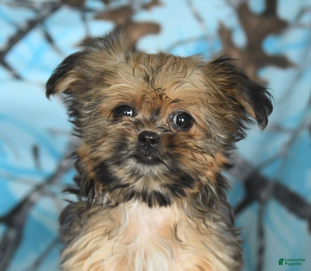 Shorkie dogs for sale: Hudson - Image 2