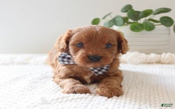 Cavapoo dogs for sale: Fynn - Image 9