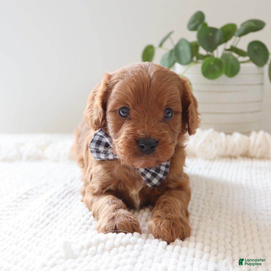 Cavapoo dogs for sale: Fynn - Image 9