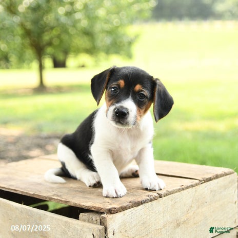 Beagle dogs for sale - Ad 5