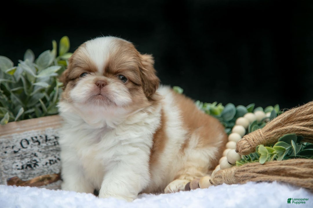 Shih Tzu dogs for sale: Teddy - Image 1