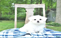Maltese dogs for sale: Kai - Image 11
