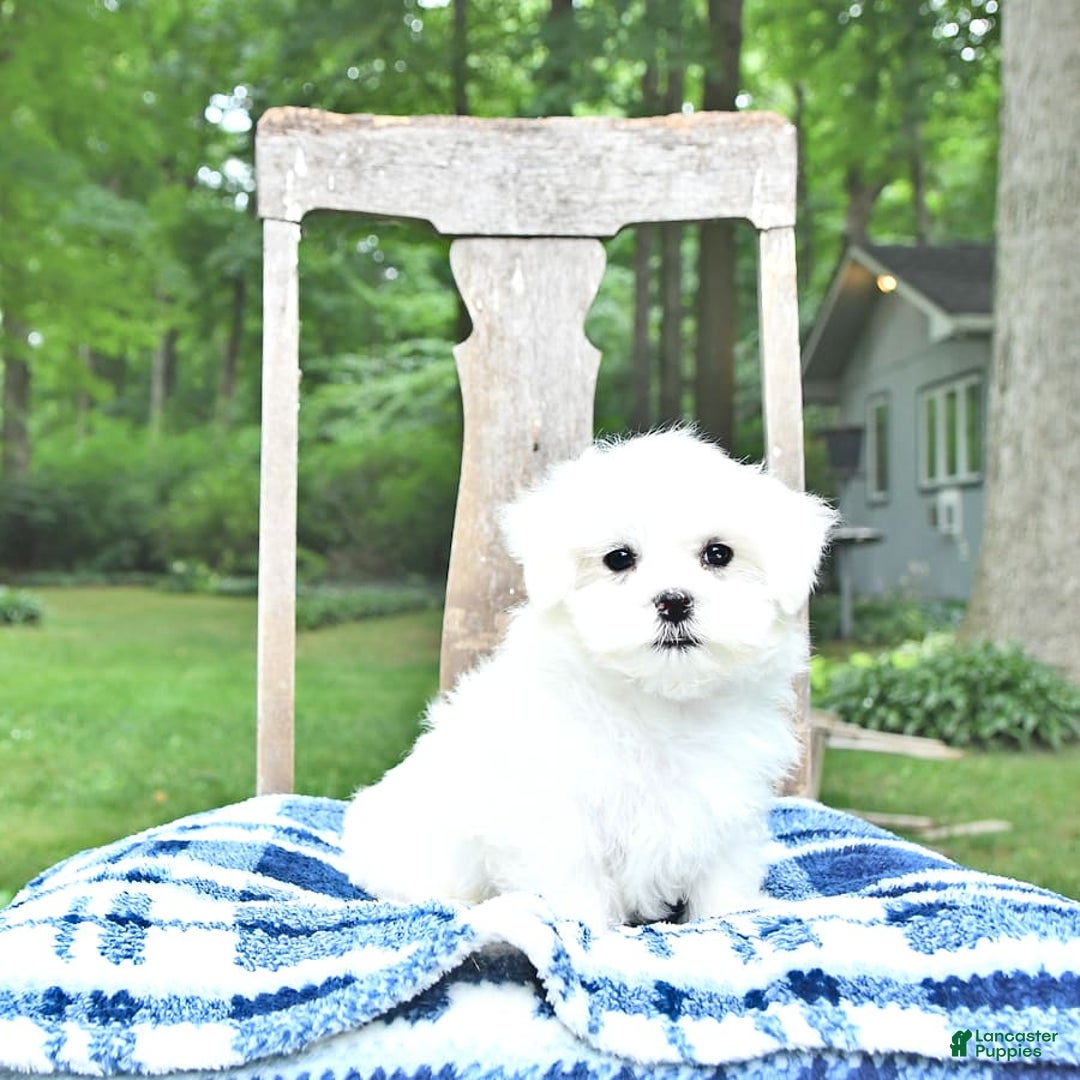 Maltese dogs for sale: Kai - Image 11