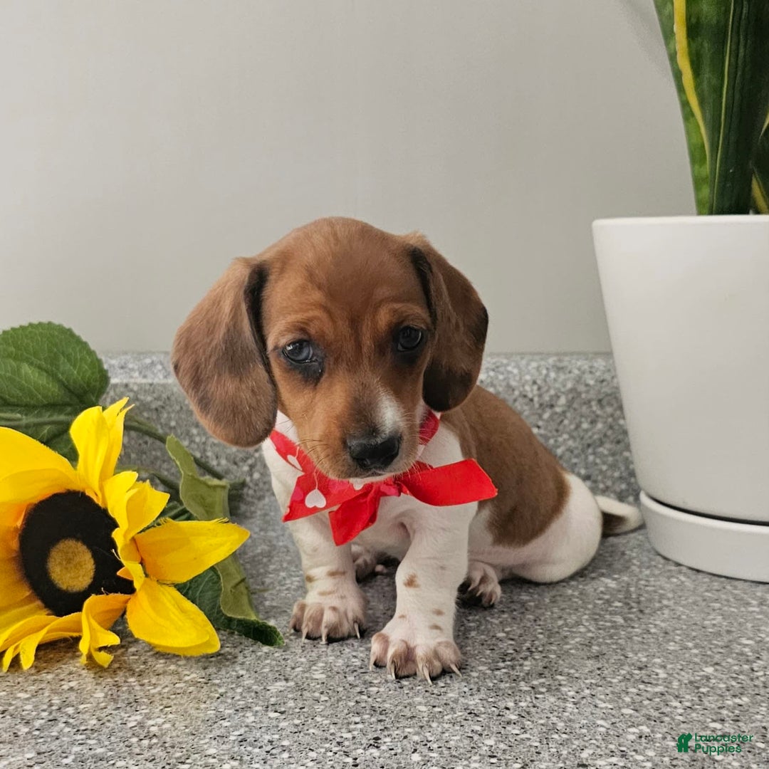 Dachshund dogs for sale: Millie Mae - Image 12