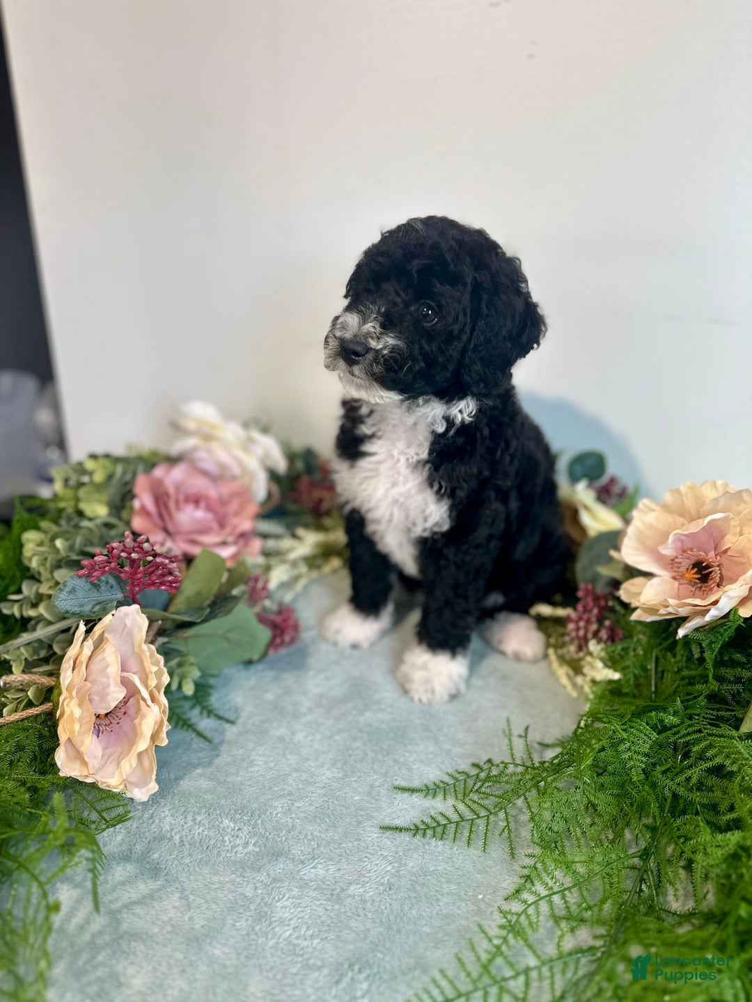 Mini Bernedoodle dogs for sale: Diamond - Image 11