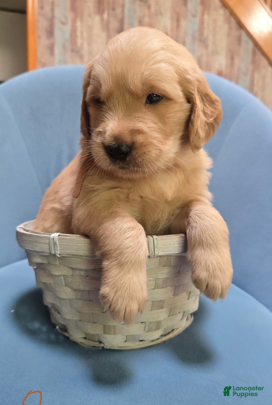 Golden Retriever dogs for sale: Nike - Image 1